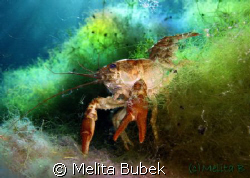 crayfish from Cornino lake /Canon G9, macro lens, in-stro... by Melita Bubek 